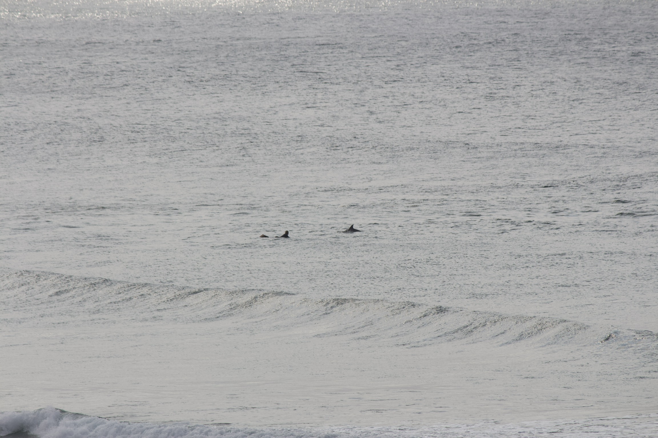 Molo dolphin, Kunjani?