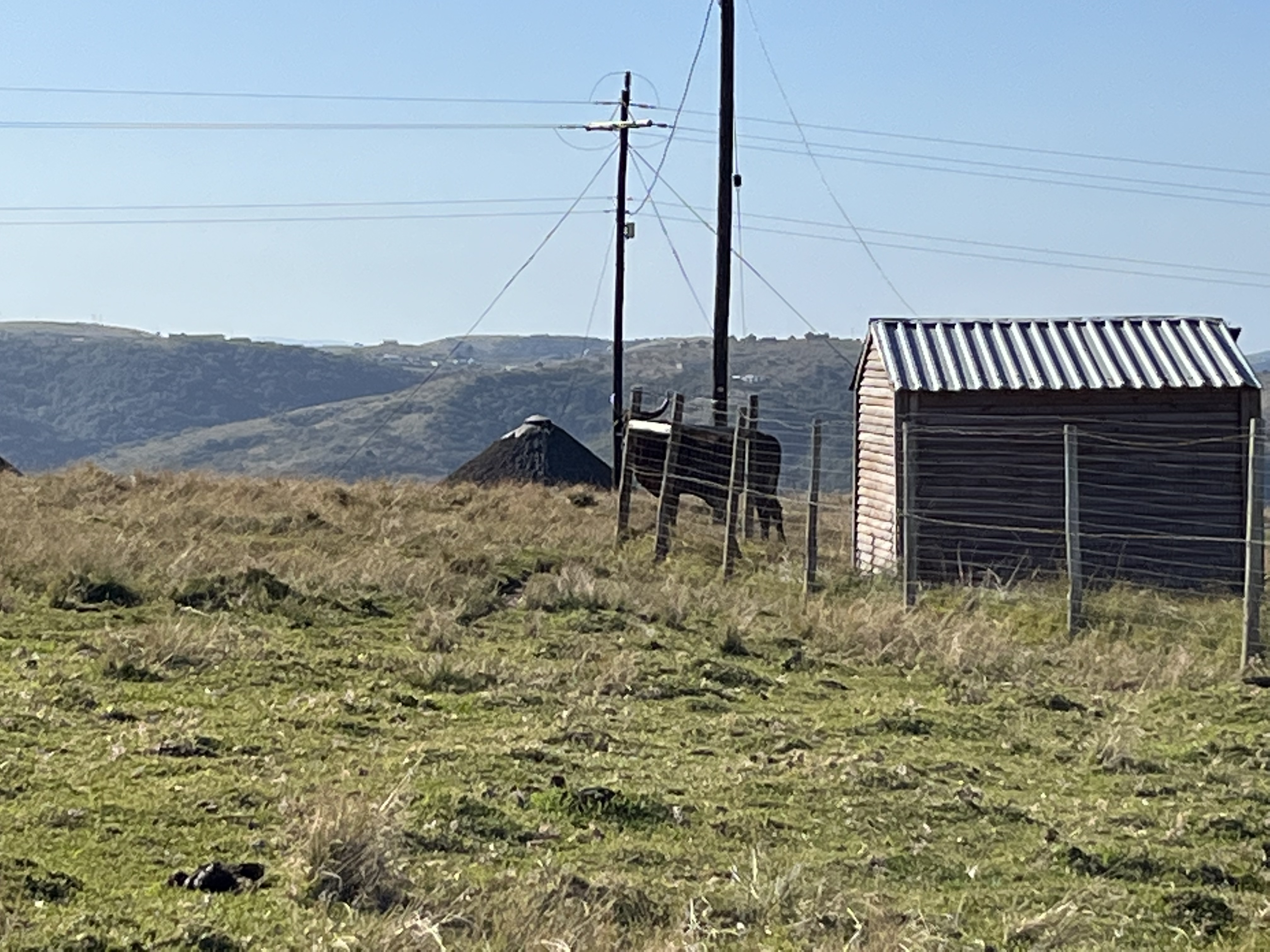 A bull in the path - good thing there was another path