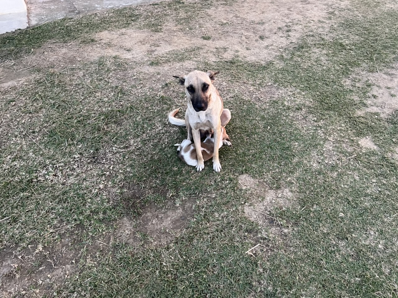 “Pwease can I have some food”