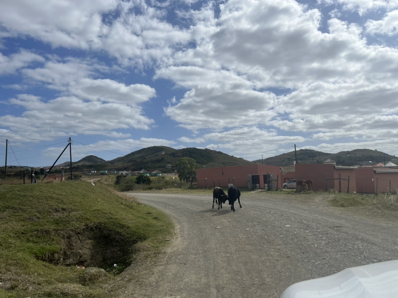 Fighting bulls. The black one won